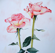 Helen Anne Hillson - Tulipa Black Parrot